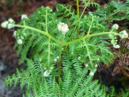 Pteridium aquilinum subsp. aquilinum frond taking shape